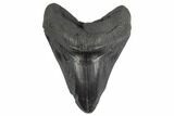 Giant, Fossil Megalodon Tooth - Foot Shark! #197041-1